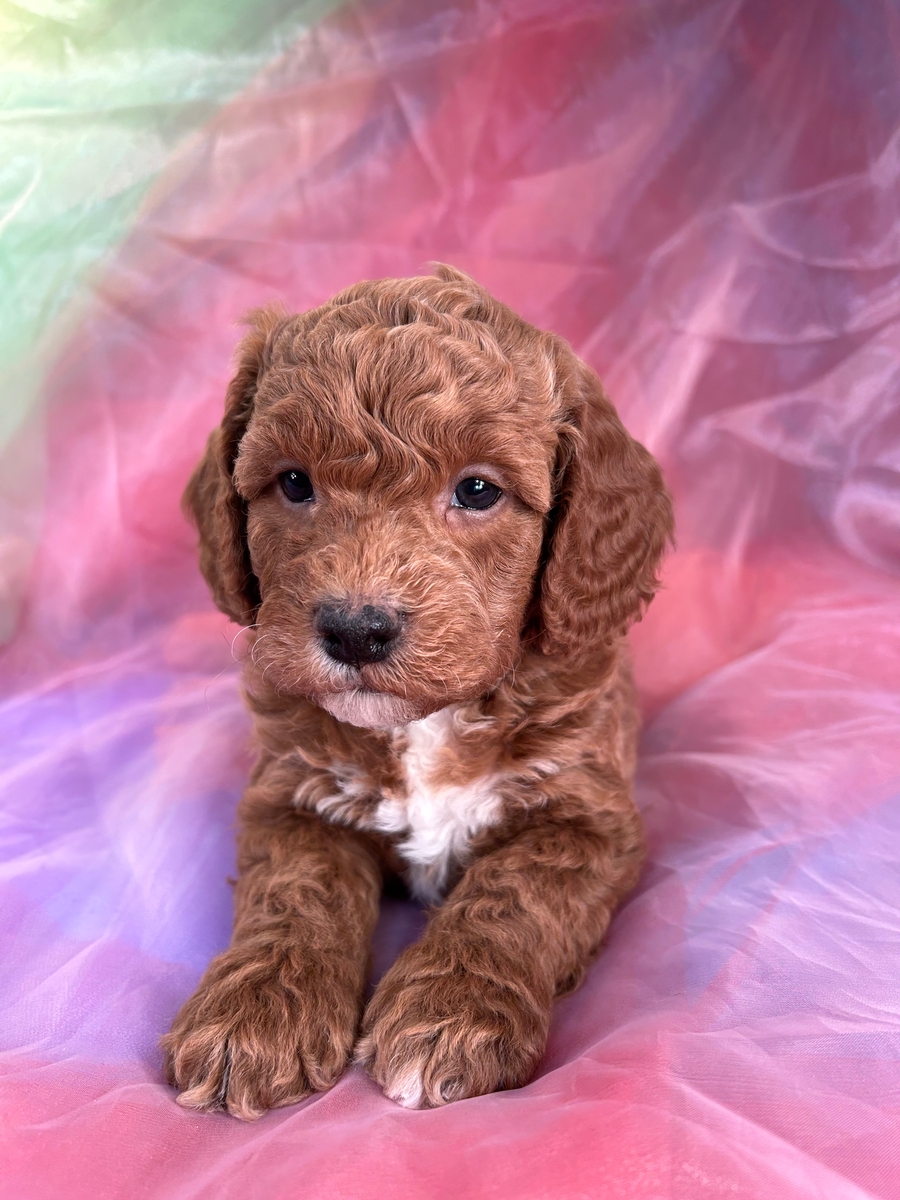 Male Bichon Poodle Puppy for Sale in Iowa $1200 DOB 12-25-2022